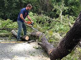 Best Lot and Land Clearing  in Staples, MN