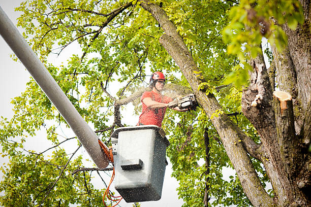 Best Seasonal Cleanup (Spring/Fall)  in Staples, MN